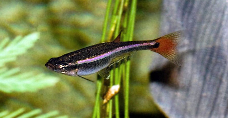 ALBONUBE  (Tanichthys albonubes)