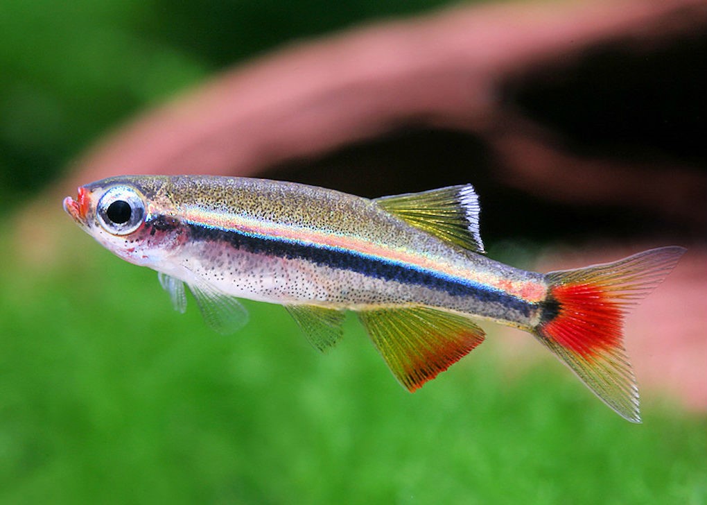 ALBONUBE  (Tanichthys albonubes)