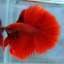 BETTA COLA DE CORONA (Betta splendens)