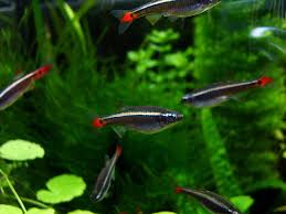 ALBONUBE  (Tanichthys albonubes)