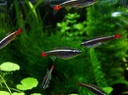 ALBONUBE  (Tanichthys albonubes)
