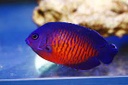[ANCB] Angel Coral Beauty (Centropyge bispinosa)