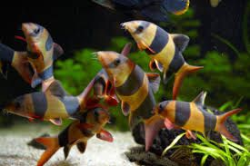 BOTIA PAYASO (Botia macracanthus)