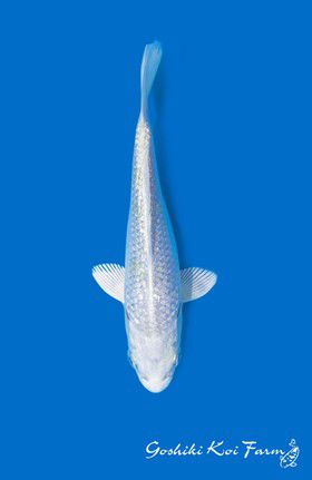 Carpa Koi Platino (Cyprinus carpio)