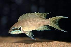 Cíclido Brichardy (Neolamprologus brichardi)