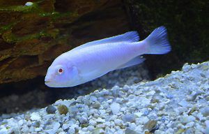 CICLIDO COPO DE NIEVE (Pseudotropheus sp)