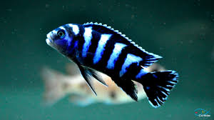 CICLIDO DEMAZONI (Pseudotropheus demasoni)