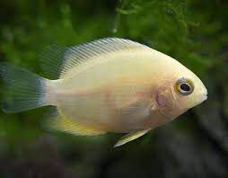 Ciclido Durazno - Gold severum (Heros severum)