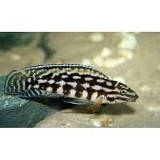 Ciclido Julidochromis (Julidochromis sp)