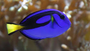 CIRUJANO AZUL (Paracanthurus hepatus)