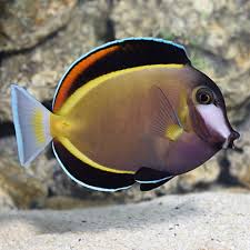 CIRUJANO POWDER BROWN (Acanthurus japonicus