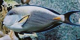 Cirujano Sohal (Acanthurus sohal)