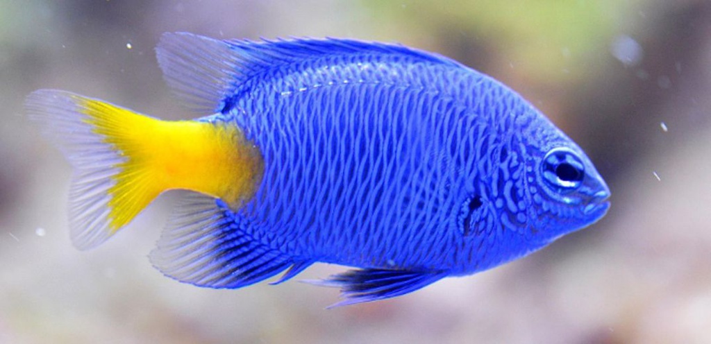 DAMICELA COLA AMARILLA (hrysiptera parasema)