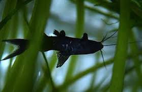 GATO INVERTIDO (Synodontis nigriventris)