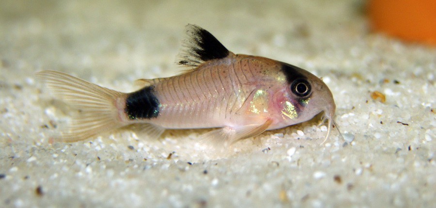 Gato Panda (Corydoras panda)