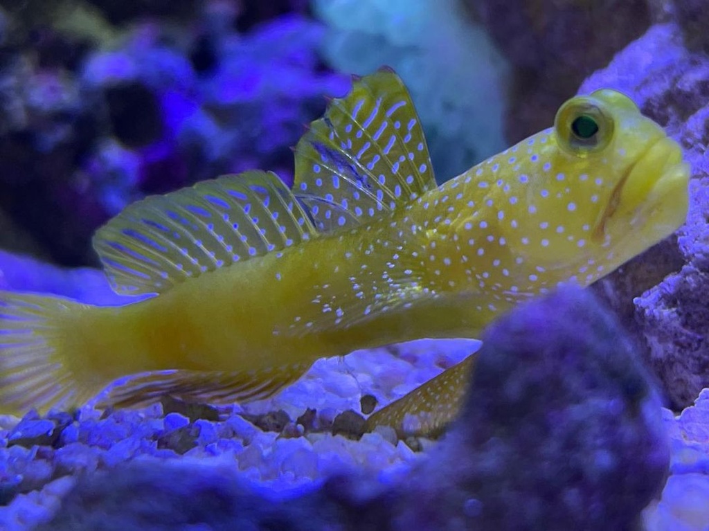 Gobio Watchman Amarillo (Cryptocentrus cinctus)