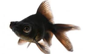 Goldfish Moro Negro (Carassius auratus)