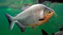 [PARO] PACU ROJA (Colosoma brachypomum)
