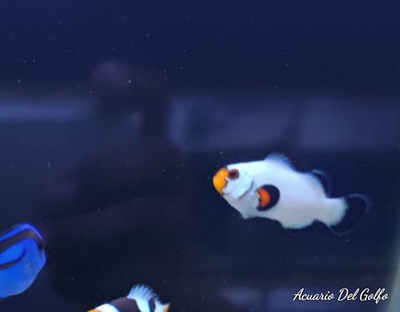 PAYASO GLADIADOR  (Amphiprion ocellaris)