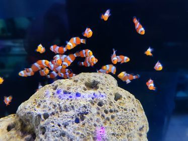 Payaso Fancy (Amphiprion ocellaris)