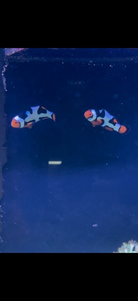 Payaso Picasso (Amphiprion percula var.)