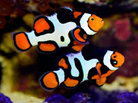 Payaso Picasso (amphiprion ocellaris)