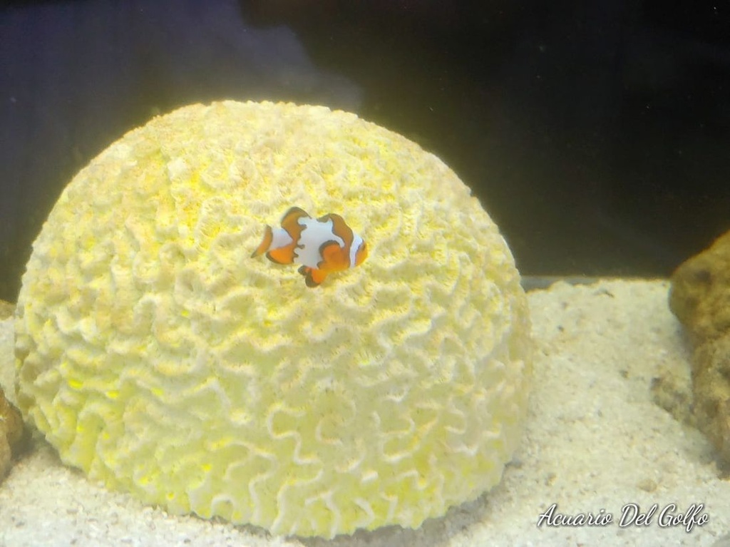 Payaso Snowflake  (Amphirion ocellaris)