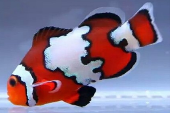 Payaso Snowflake  (Amphirion ocellaris)