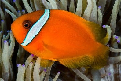 PAYASO TOMATO (Amphiprion frenatus)