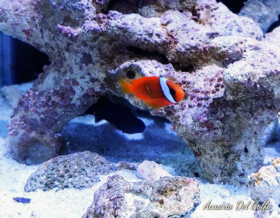 Payaso tomato (Amphiprion frenatus)