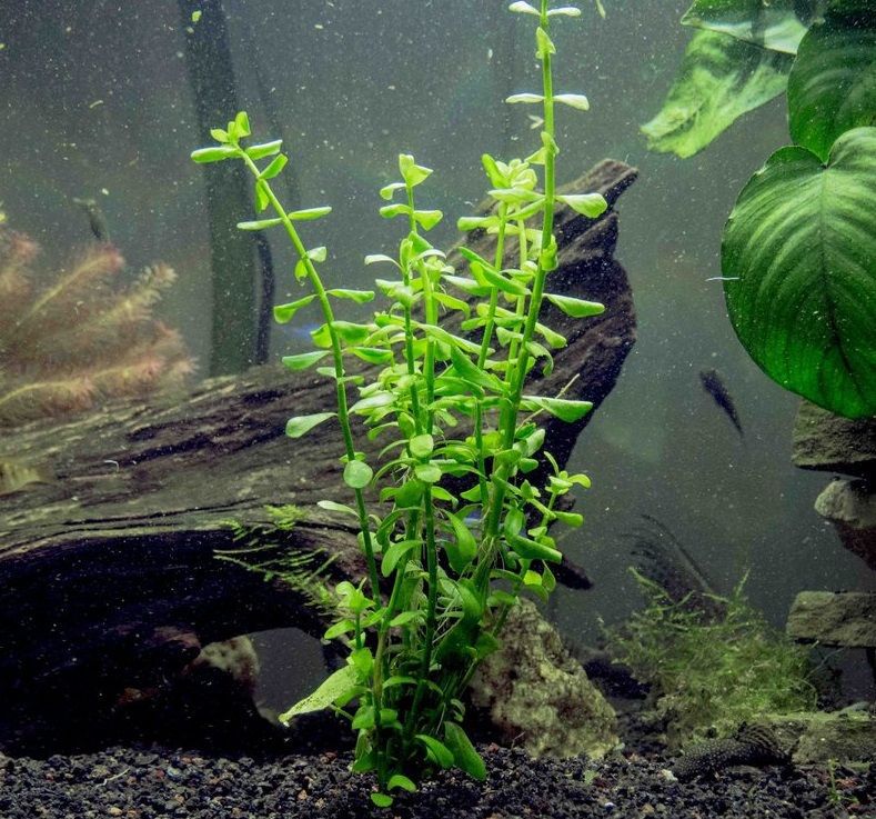 PLANTA BABY TEARS (Bacopa monnieri)