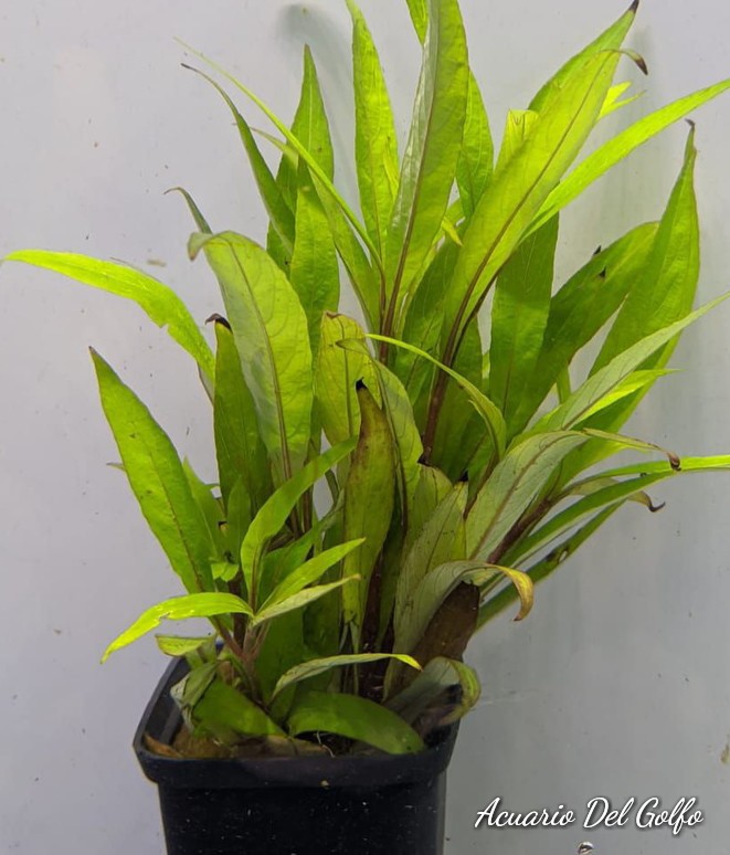 Planta Hygrophilia corimbosa "siamensis 53B"