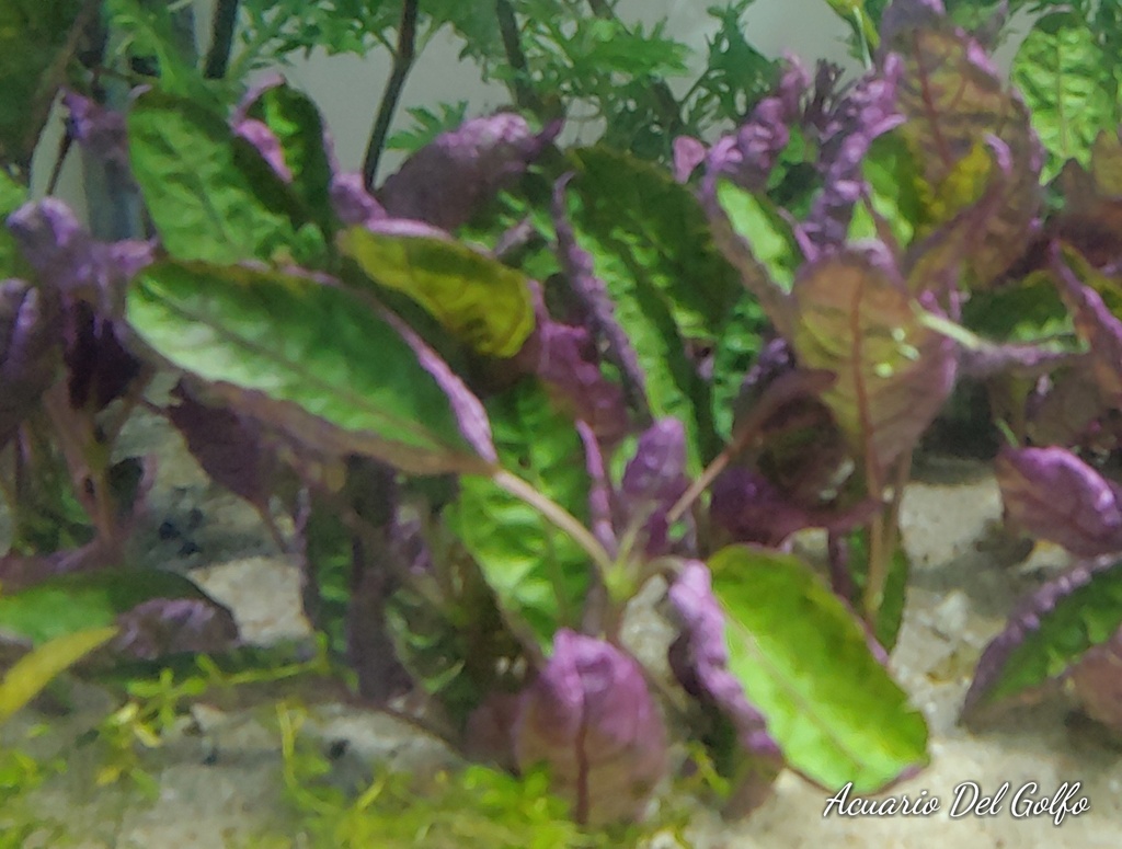 Planta Hemigrafis Colorata Exotica (Hemigraphis colorata)