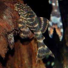 PLECOS PAYASO (L104)