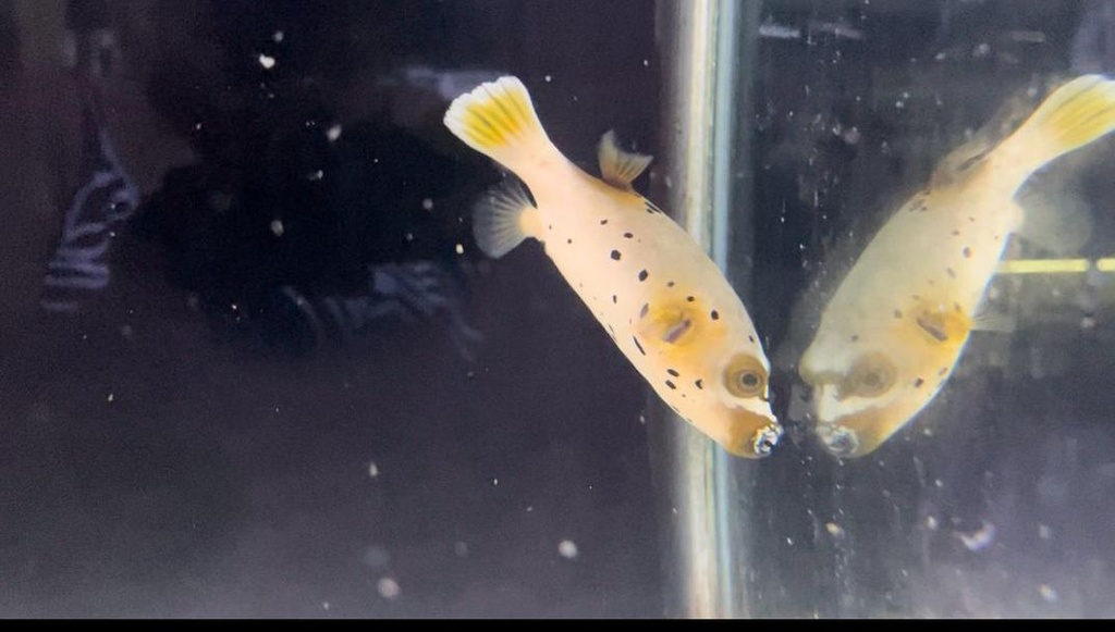 Puffer Cara de Perro (Arothron nigropunctatus)