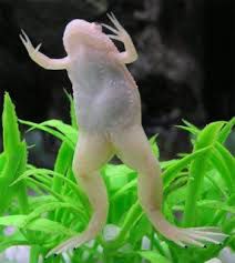 Rana Albina (Xenopus laevis)