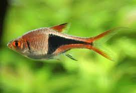 RASBORA HARLEQUIN (Rasbora heteromorpha)