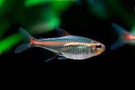 TETRA GLOWLIGHT (Hemigrammus erythrozonus)