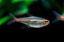 [TEGR] TETRA GLOWLIGHT (Hemigrammus erythrozonus)