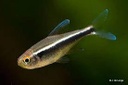 [TENEN] Tetra Neon Negro (Hyphessobrycon herbertaxelrodi)