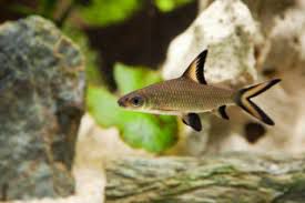 TIBURON BALA (Balantiocheilos melanopterus)