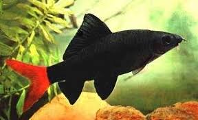 Tiburon Cola Roja (Epalzeorhynchos bicolor)