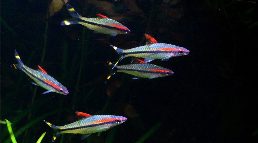 TIBURON ROSELINE DE CRIADERO (Puntius denisonii)