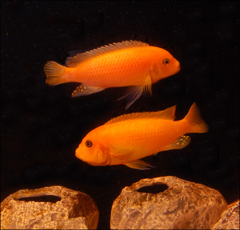 CICLIDO CEBRA ROJO (Maylandia estherae)