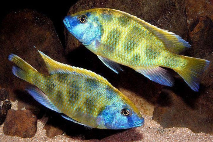 Cíclido Comando (Nimbochromis venustus)