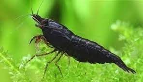 GAMBA NEGRA Sakura black