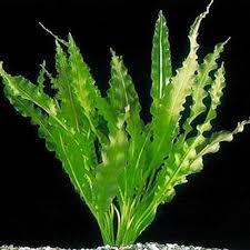 Planta Aponogeton Ondulada (Aponogeton ulvaceus)