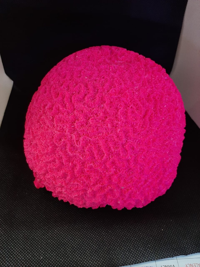 CORAL CEREBRO BLANNCO O COLOR