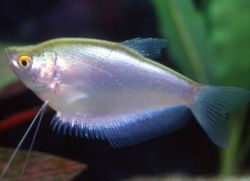GOURAMI LUZ DE LUNA