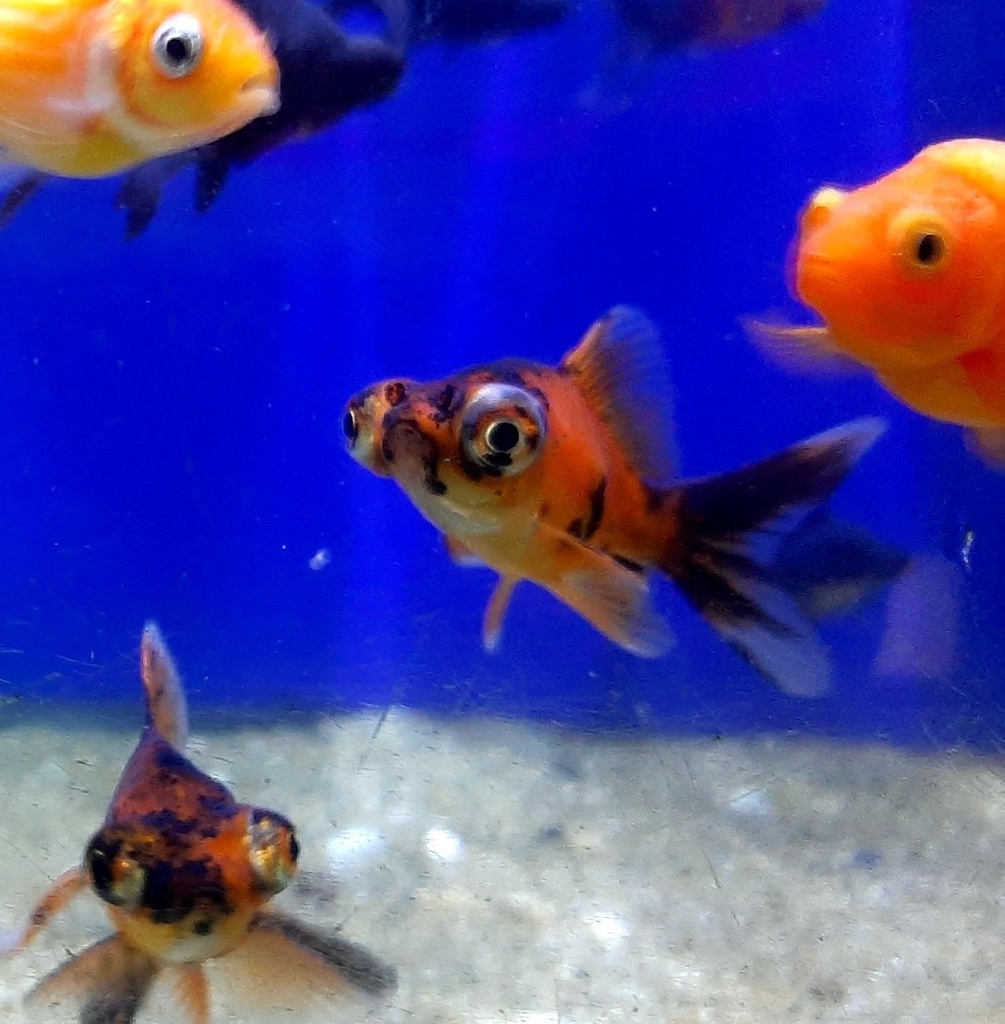 Goldfish Telescópico Calicó (Carassius auratus)